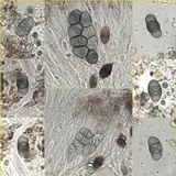 Rinodina teichophila image