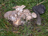 Clitocybe sclerotoidea image