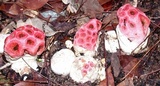 Clathrus crispus image