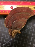 Ganoderma polychromum image