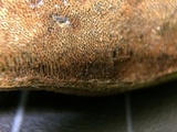 Ganoderma polychromum image