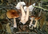 Rhodocollybia butyracea image