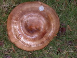 Paxillus involutus image
