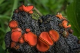 Scutellinia crinita image