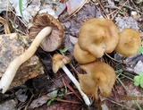 Inocybe cookei image