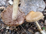 Inocybe cookei image