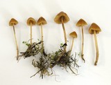Galerina clavata image