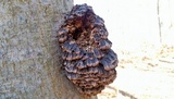 Globifomes graveolens image
