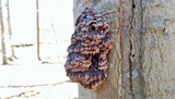 Globifomes graveolens image