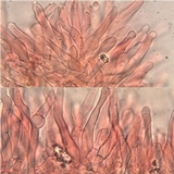 Hypholoma ericaeoides image