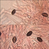 Hypholoma ericaeoides image