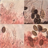 Hypholoma ericaeoides image