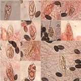 Hypholoma ericaeoides image