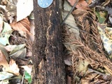 Hysterium angustatum image