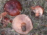 Tricholoma fracticum image