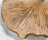 Entoloma cuboidosporum var. chromostomum image
