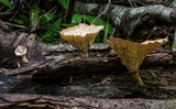 Cymatoderma elegans image