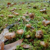 Armillaria gallica image