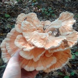 Laetiporus cincinnatus image