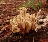Ramaria apiculata image