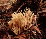 Ramaria apiculata image