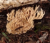 Ramaria apiculata image
