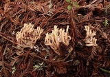 Ramaria apiculata image