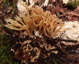 Ramaria apiculata var. brunnea image