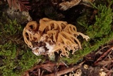 Ramaria apiculata var. brunnea image