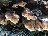 Bjerkandera adusta image