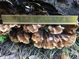 Bjerkandera adusta image