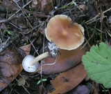 Rhodocollybia butyracea image