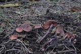Pseudobaeospora deckeri image