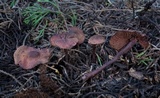 Pseudobaeospora deckeri image