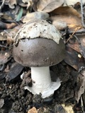 Amanita constricta image