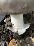 Amanita constricta image
