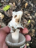 Amanita constricta image