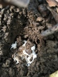 Amanita constricta image