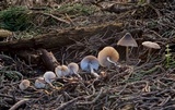Mycopan scabripes image