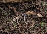 Mycopan scabripes image