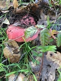 Russula cremoricolor image