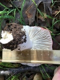 Russula cremoricolor image