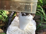 Russula cremoricolor image