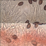 Hypholoma ericaeoides image