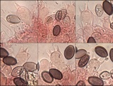 Hypholoma ericaeoides image