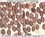 Hypholoma ericaeoides image