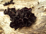 Phaeotremella frondosa image