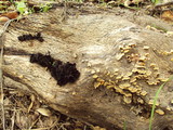 Phaeotremella frondosa image