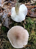 Tricholoma scalpturatum image