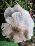 Tricholoma scalpturatum image